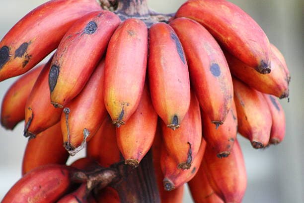 Red Banana Malt: The Perfect Energy Drink for Kids